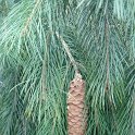 Picea smithiana (2)